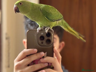 Ringnecks birds A beautiful Ringneck - Advert 1