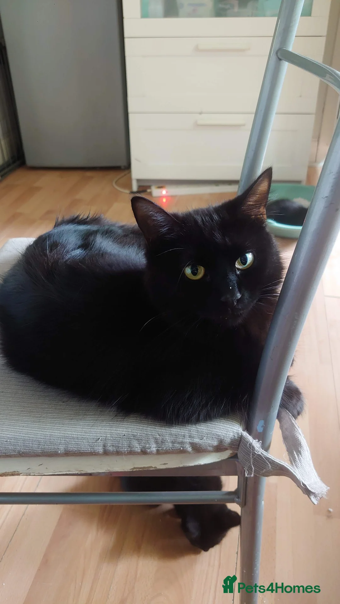 Mixed Breed cats for sale: Two Sweety boys one Black/white boy and tabby boy  - Advert 10