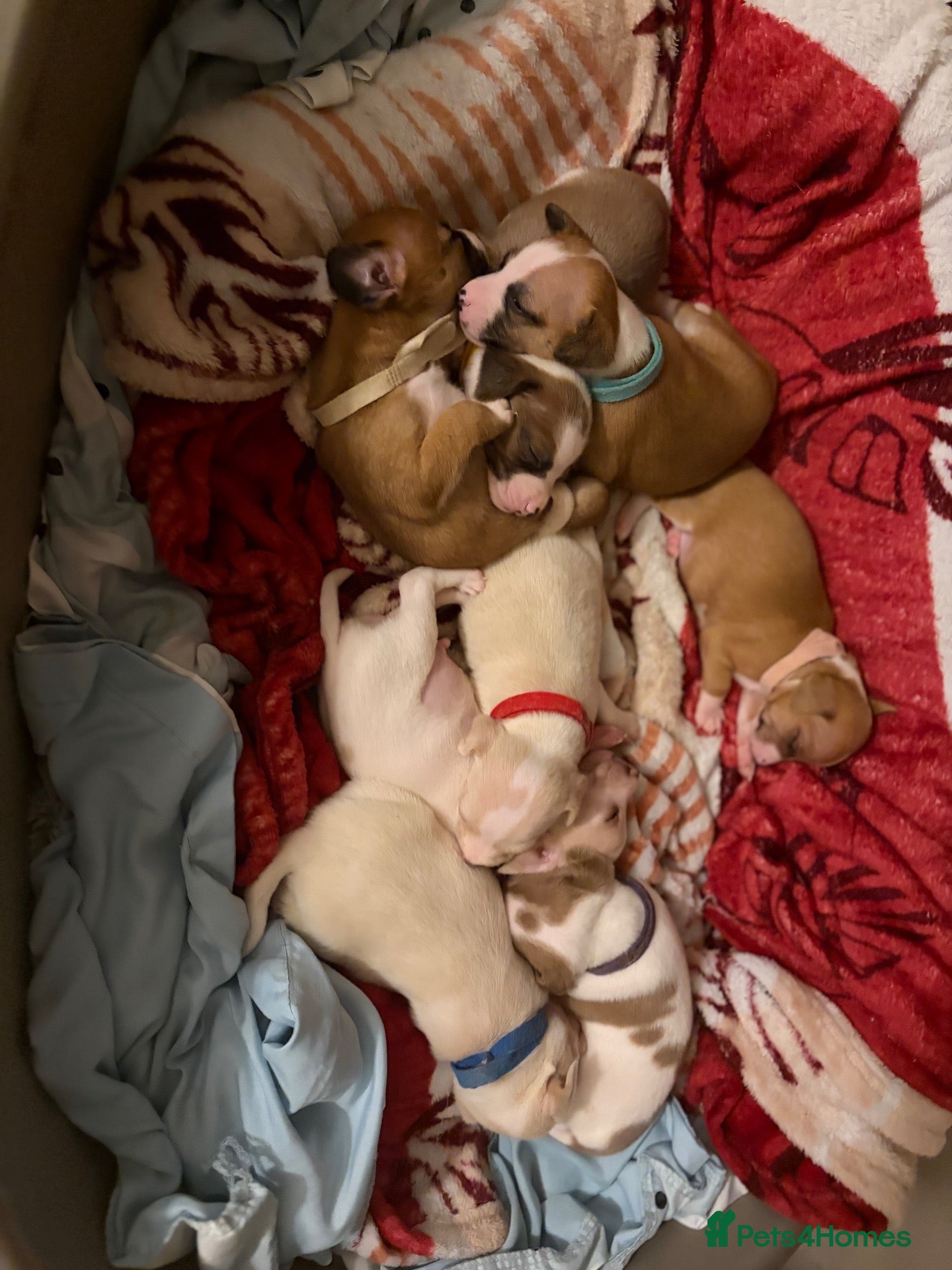 Mixed Breed dogs for sale: 6 boy jack russell pups for sale    🩵💙 - Advert 20