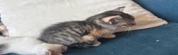 Mixed Breed cats for sale: Kittens available from 10/11/26 in Hinckley - Advert 10