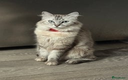Ragdoll cats for sale: Mink Ragdoll - Image 3