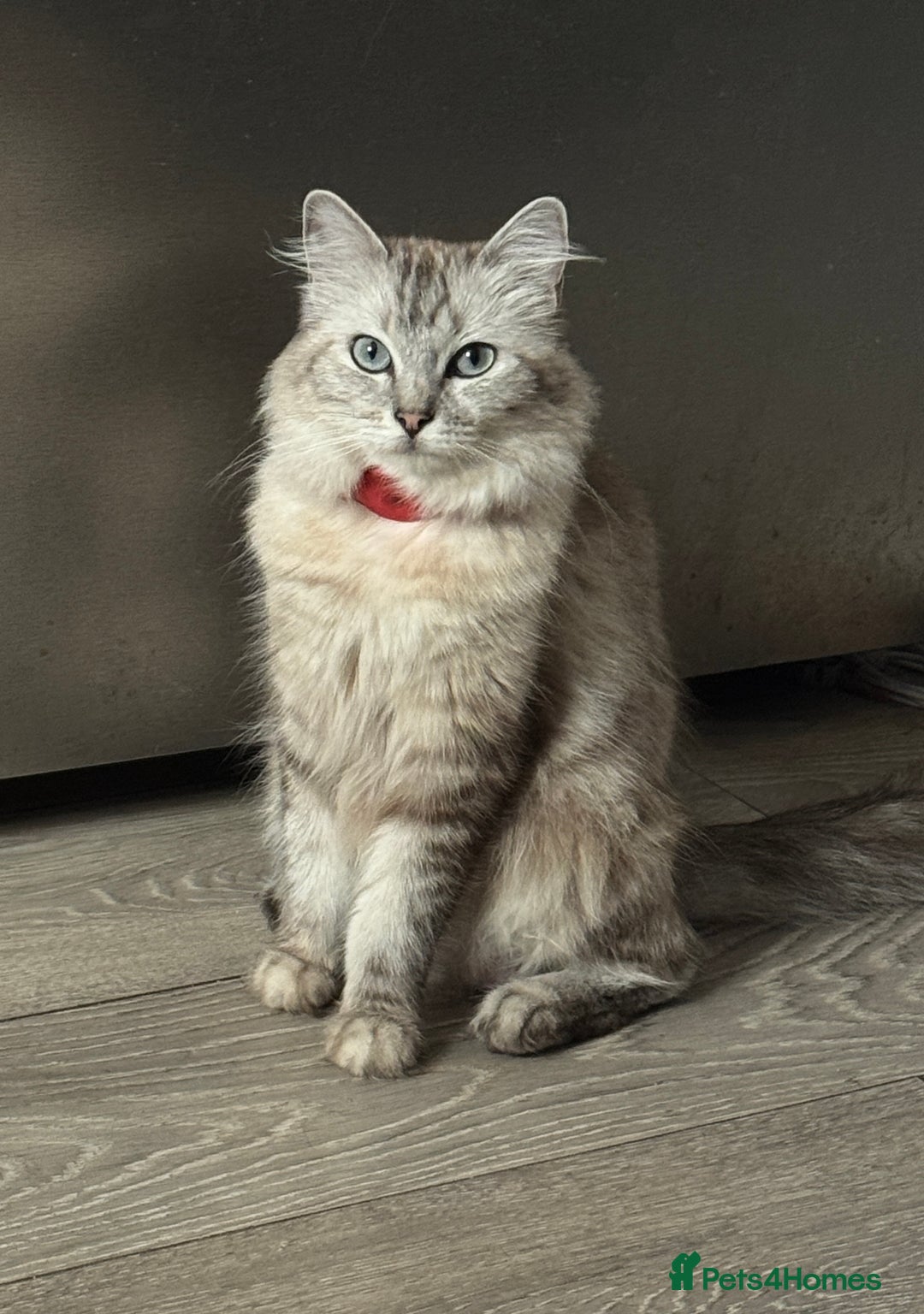 Ragdoll cats for sale: Mink Ragdoll - Image 3