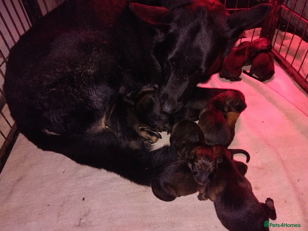 German Shepherd dogs for sale: Exceptional GSD Kc Czech working line  - Advert 4