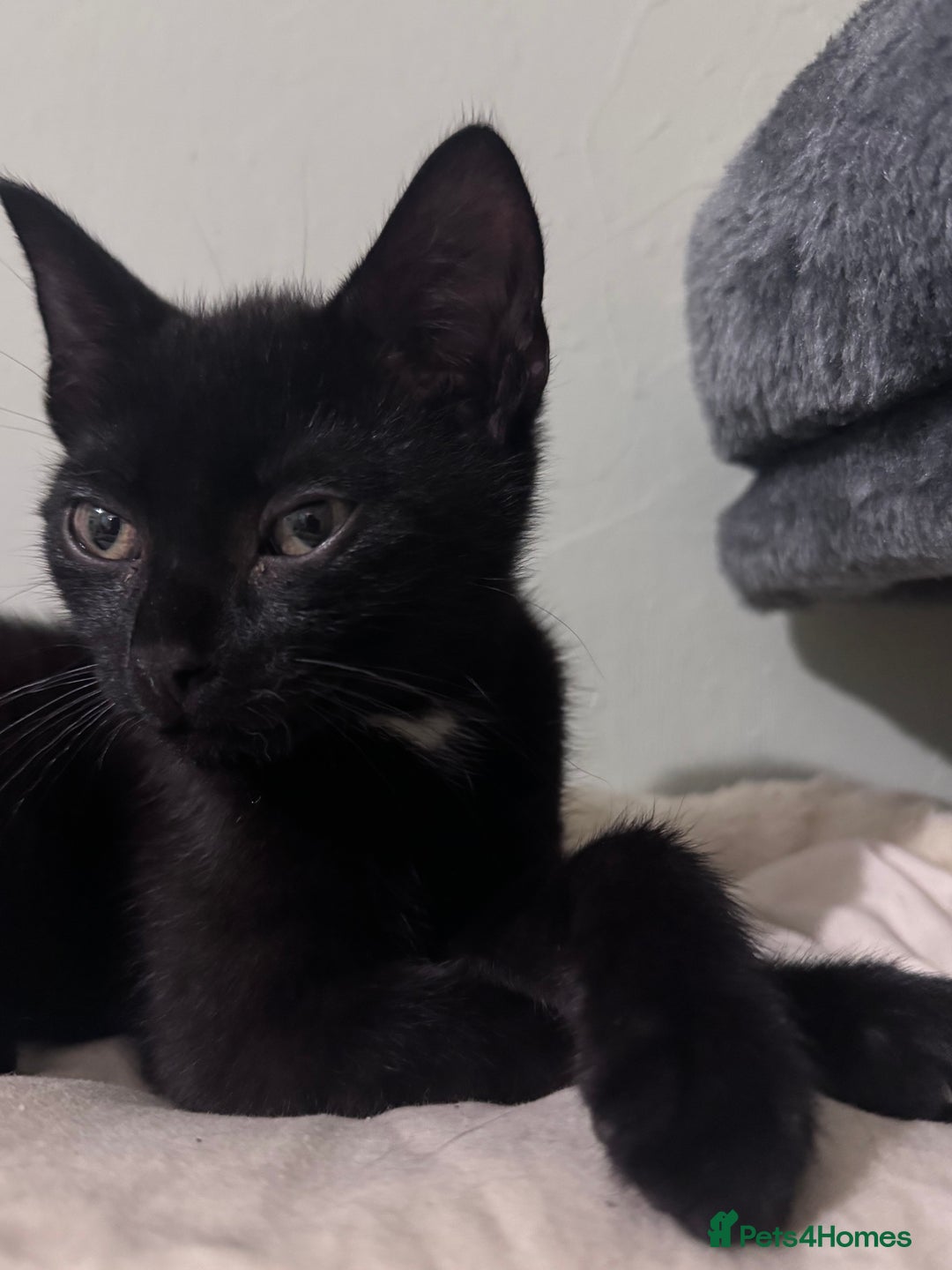 Domestic Shorthair cats for sale: Male black kitten - Image 5