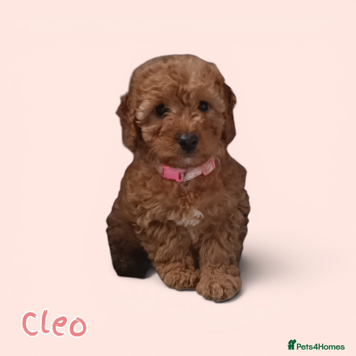 Cockapoo dogs Ready now- F1b Miniature Cockapoo Pup Cleo - Advert 5