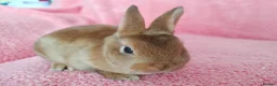 Rex rabbits for sale: Baby mini rex for sale  - Advert 4