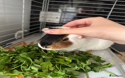 Guinea Pig rodents for sale: Guinea Pig looking for a new home  - Image 3