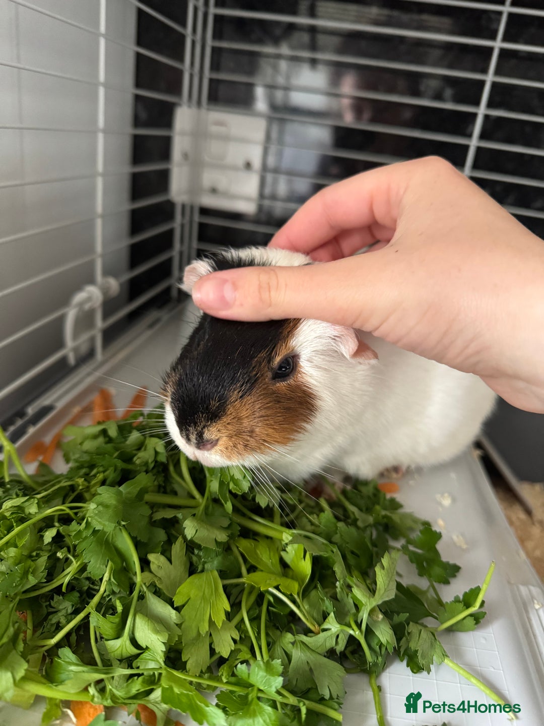 Guinea Pig rodents for sale: Guinea Pig looking for a new home  - Image 3