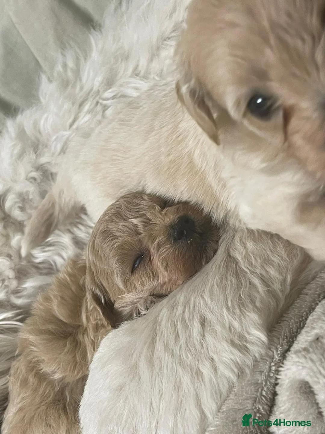 Maltipoo dogs for sale: Exquisite Maltipoo puppies  - Advert 13