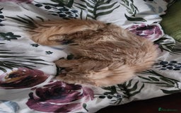 Persian cats for sale: Pure Persian Kitten  - Advert 4