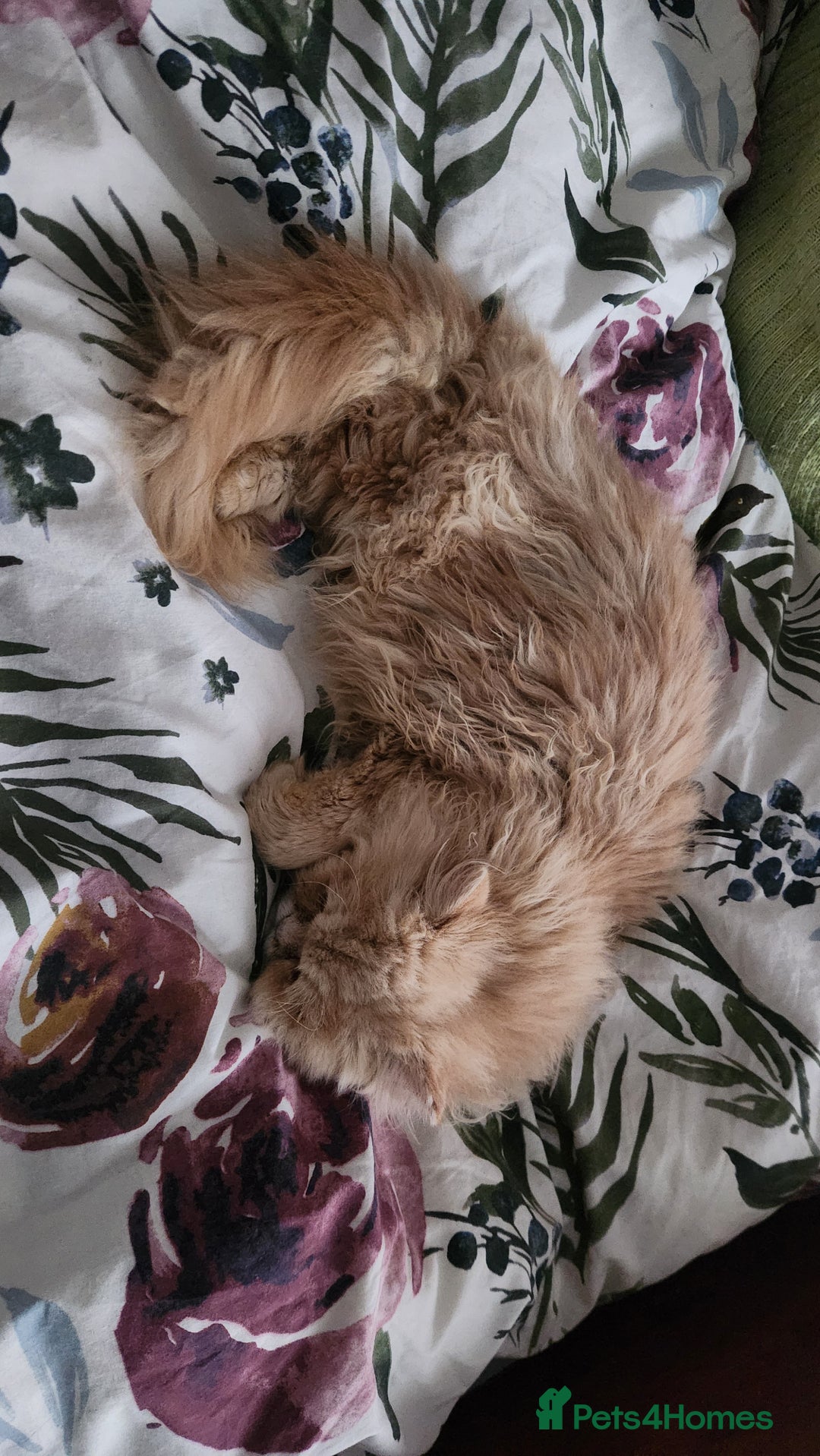 Persian cats for sale: Pure Persian Kitten  - Advert 4