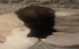 British Shorthair cats for sale: White and cream kittens!!! 😻 - Advert 17