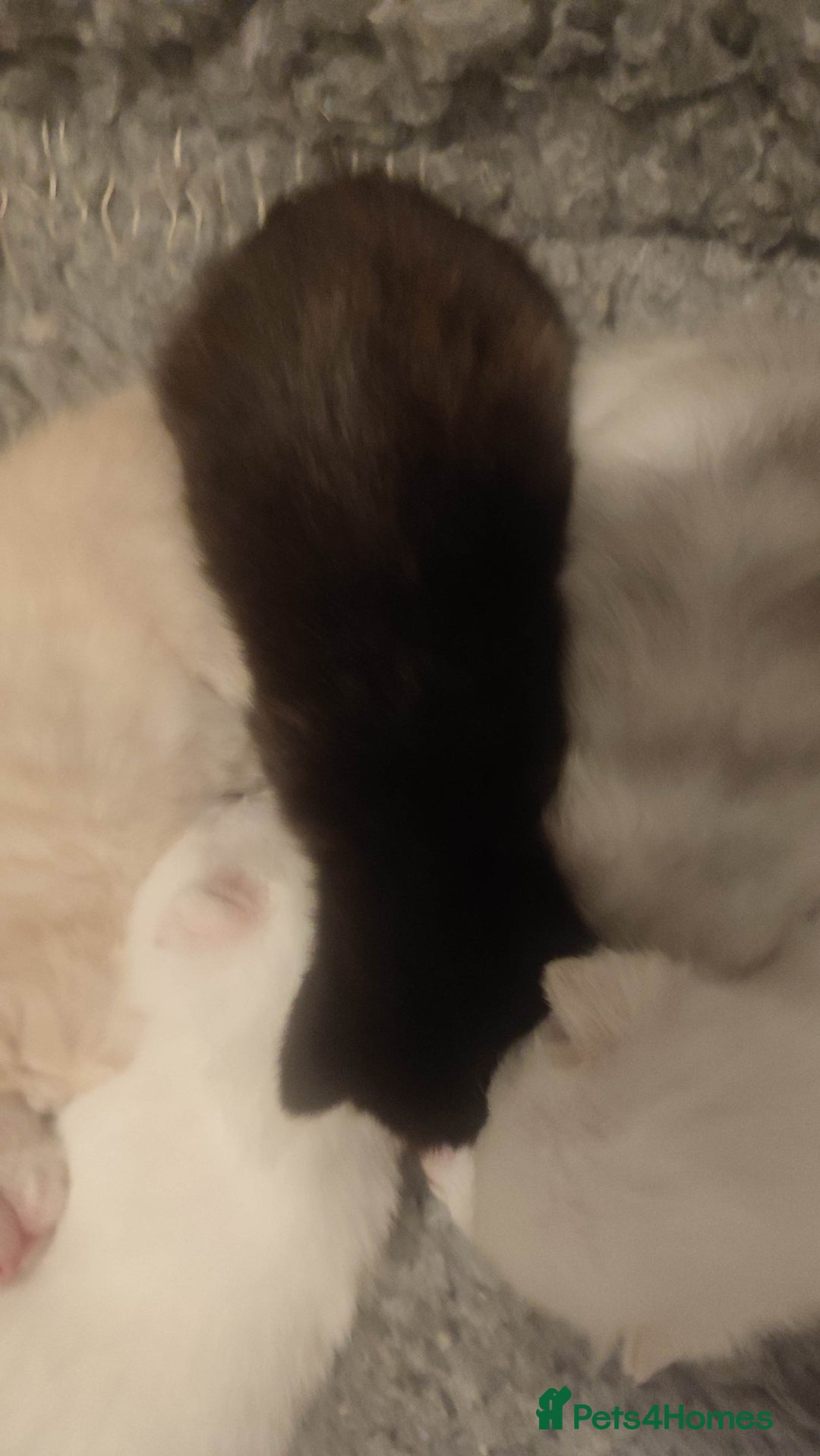 British Shorthair cats for sale: White and cream kittens!!! 😻 - Advert 17