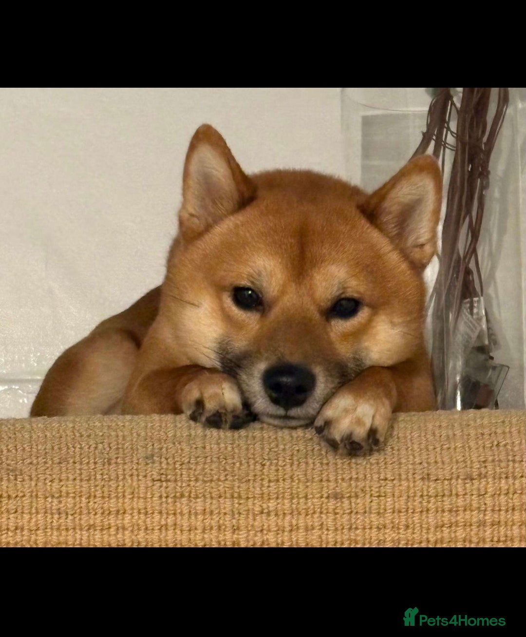 Japanese Shiba Inu dogs for sale: Japanese Shiba Inu (Male, 2 years old)  - Advert 5