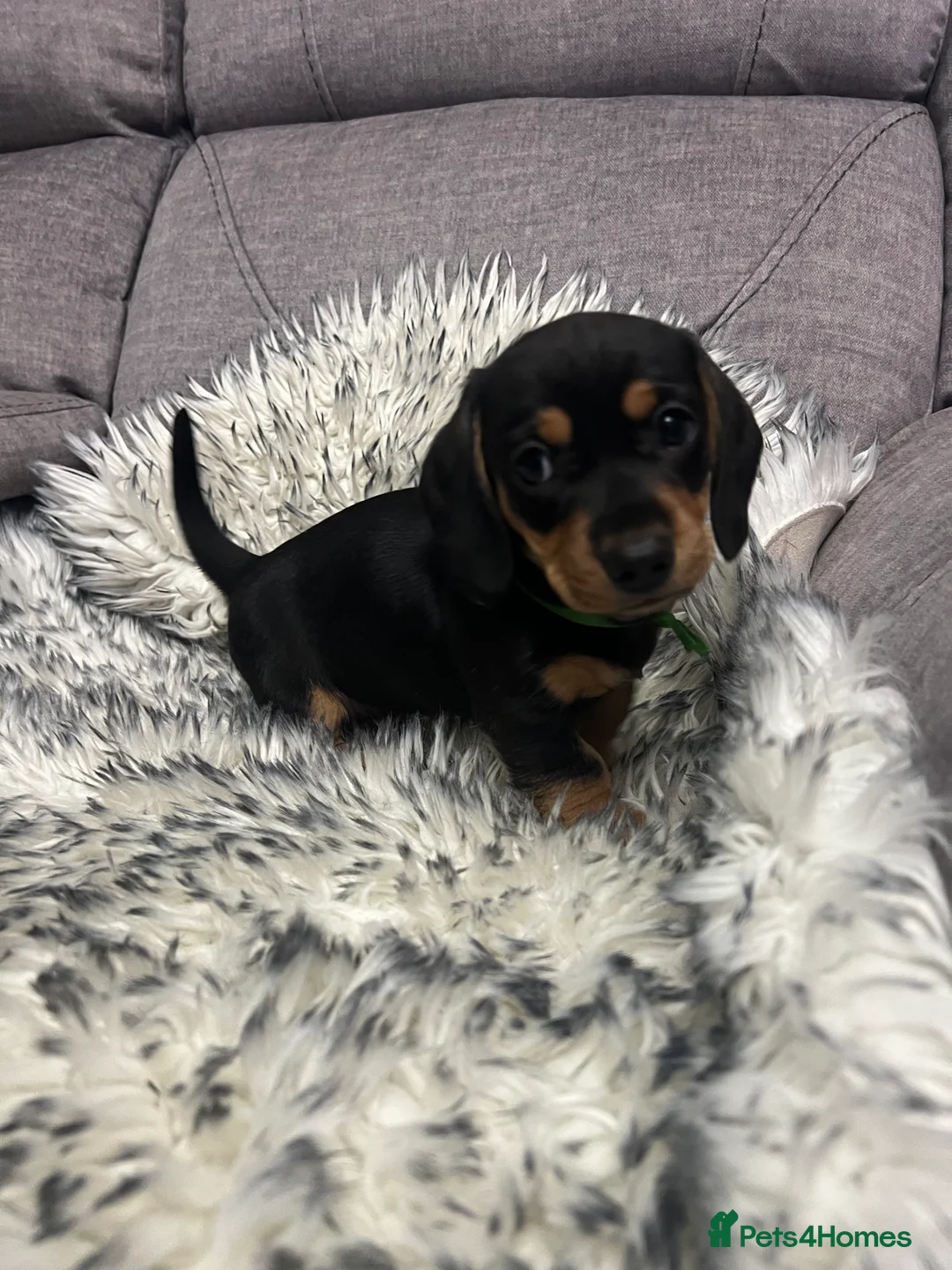 Dachshund dogs for sale: Adorable Dachshund puppies 4 boys 2 girls - Advert 29