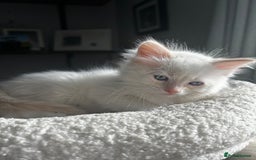 Ragdoll cats for sale: 3 beautiful GCCF Ragdoll Kittens  - Image 3
