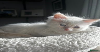 Ragdoll cats - Advert 7