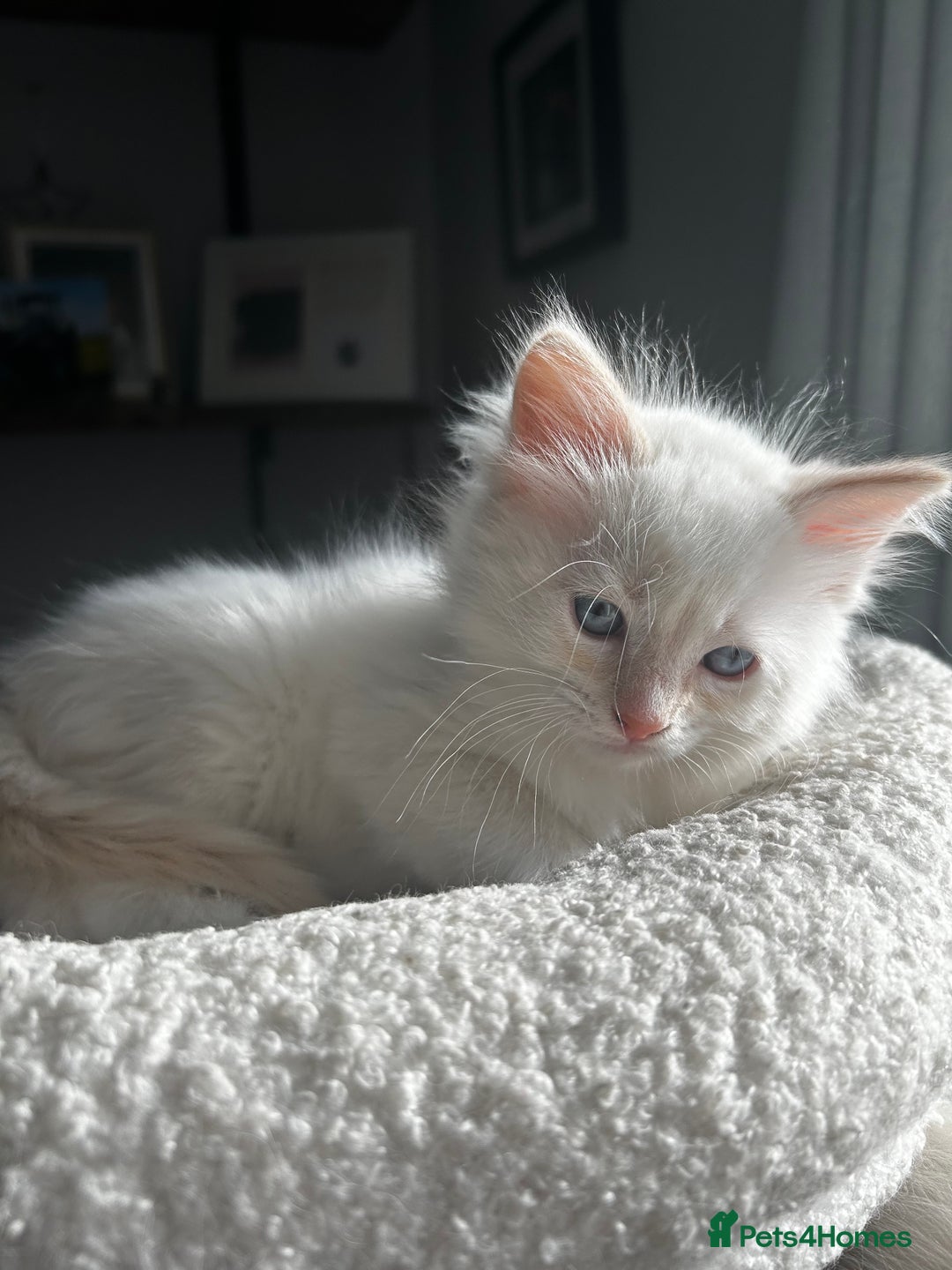 Ragdoll cats for sale: 3 beautiful GCCF Ragdoll Kittens  - Image 3