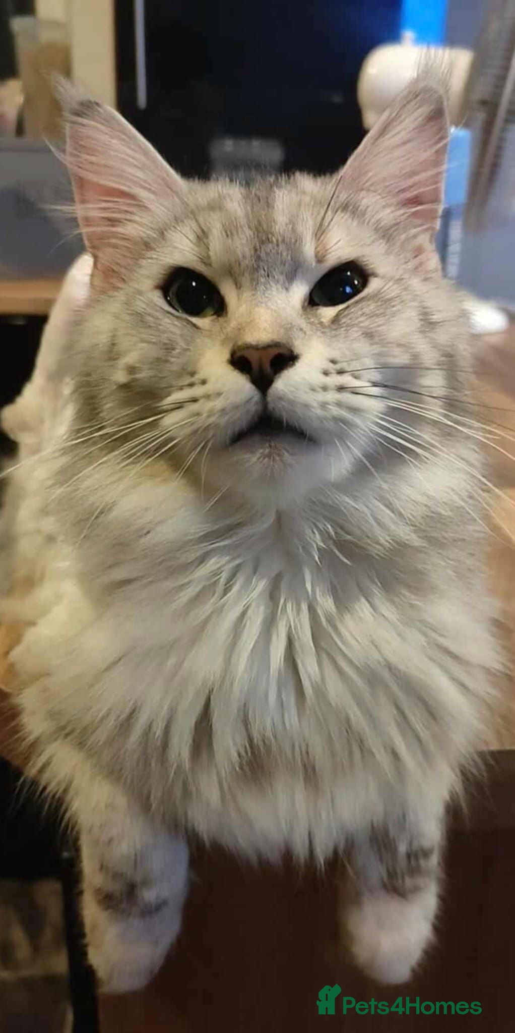 Maine Coon cats PURE main coon black male  - Advert 1