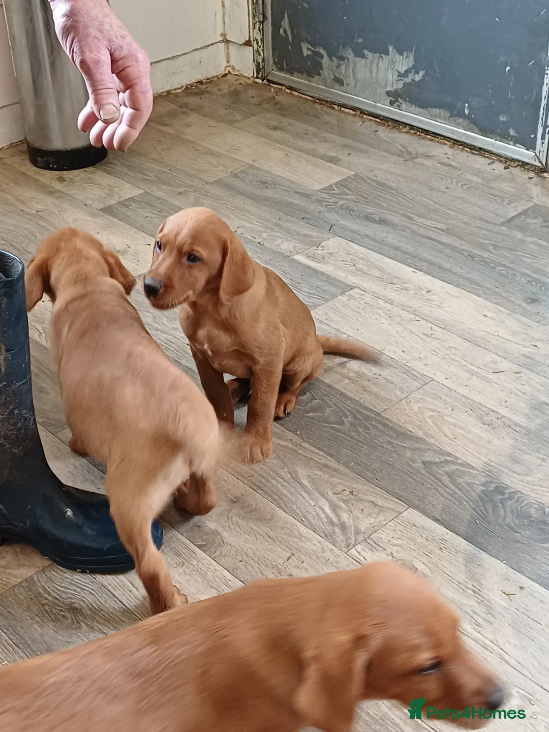 Labrador Retriever dogs for sale: LABRADOR PUPPIES - FOX RED - Advert 28