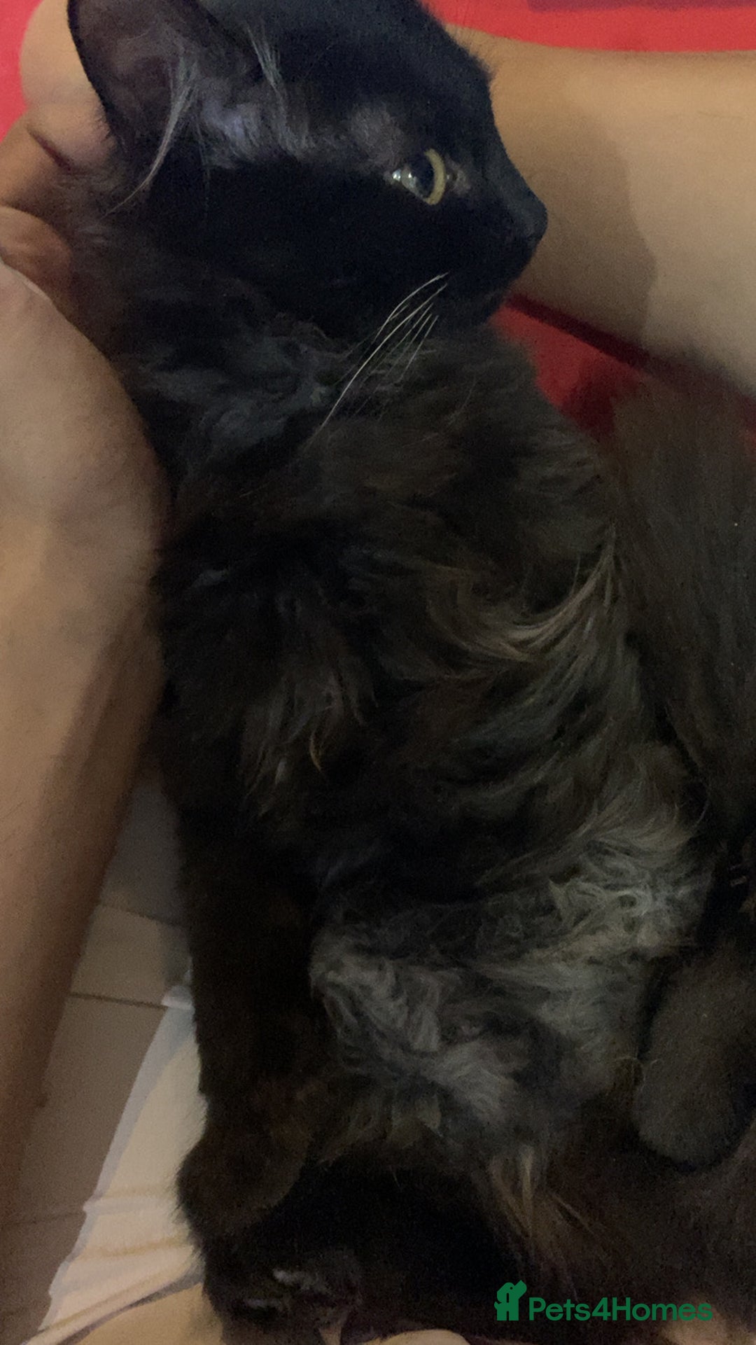 British Longhair cats for sale: british long hair  - Image 16