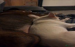 French Bulldog dogs for sale: Looking for a forever home for poppy  - Image 3