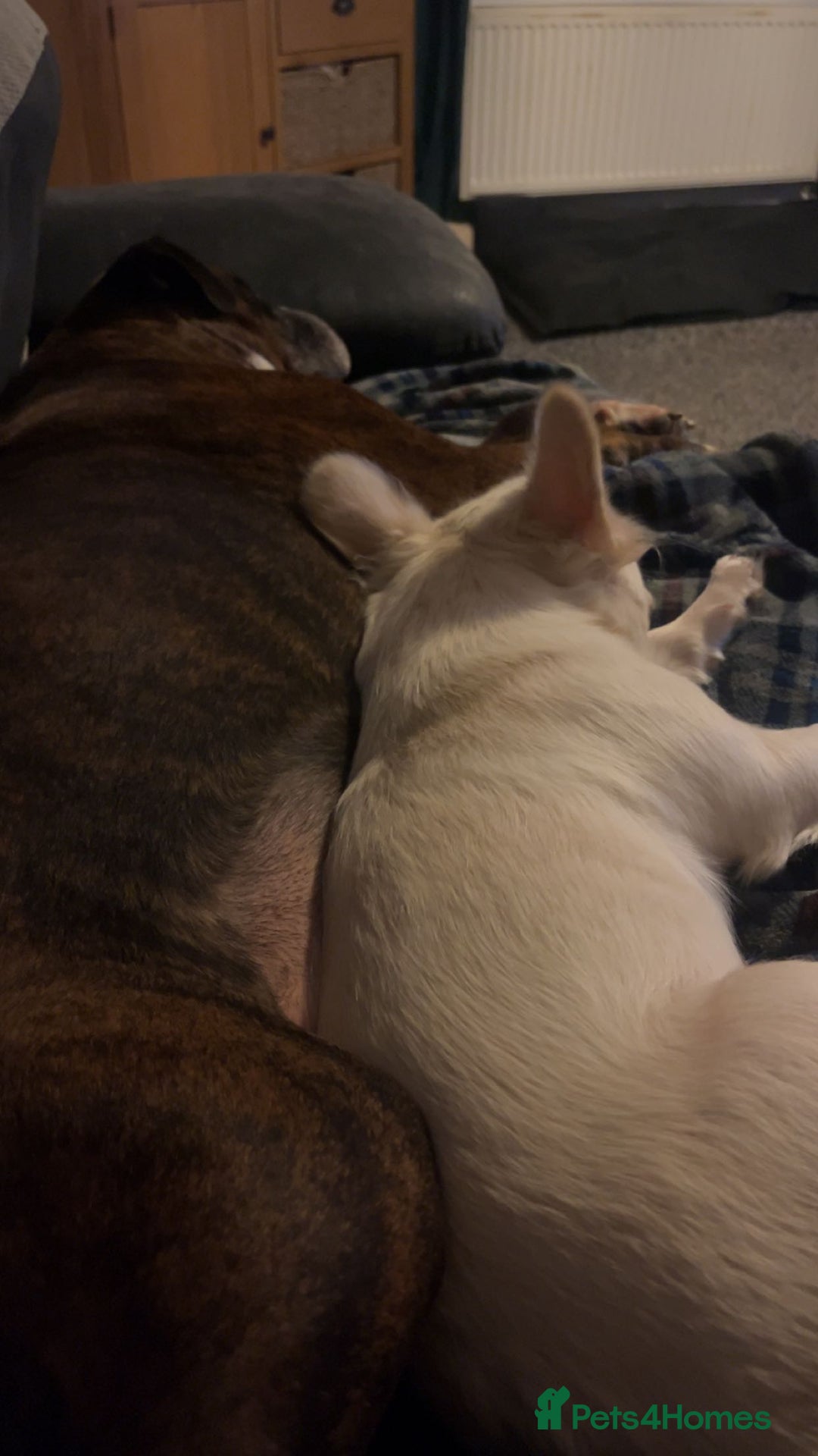 French Bulldog dogs for sale: Looking for a forever home for poppy  - Image 3