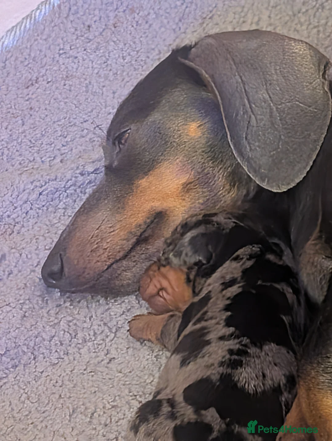 Miniature Dachshund dogs for sale: Beautiful pups  - Advert 3