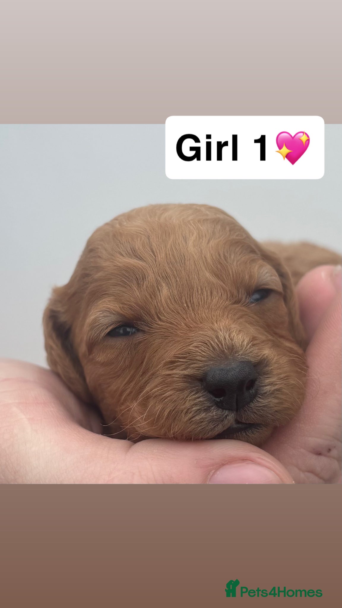 Cockapoo dogs Cockapoo puppy’s  - Advert 4