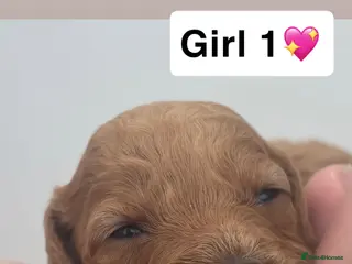 Cockapoo dogs Cockapoo puppy’s - Advert 4