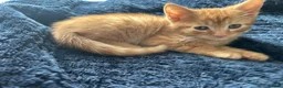 Mixed Breed cats for sale: Kitten ginger male 💙 - Advert 4