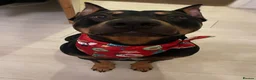 Mixed Breed dogs for sale: Very well trained dog  - Advert 1