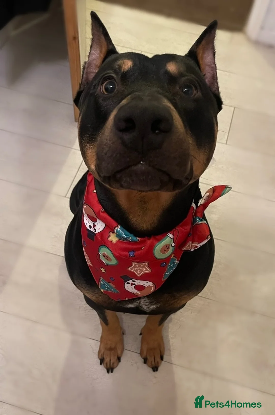 Mixed Breed dogs for sale: Very well trained dog  - Advert 1
