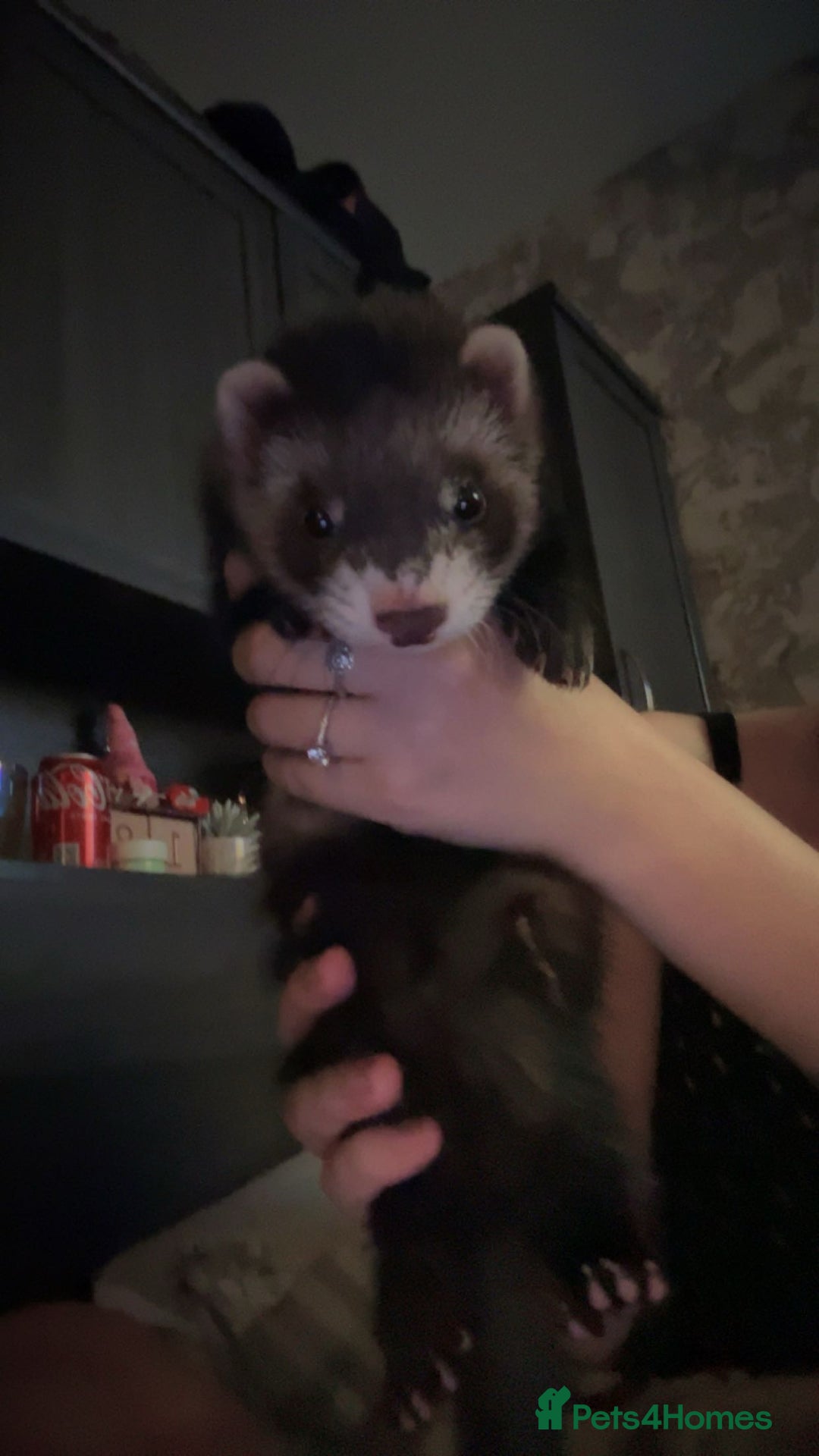 Ferret rodents for sale: 3 ferrets they are not 55 either  - Image 3