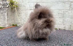Lionhead rabbits for sale: Very fluffy pair looking for a new garden  - Image 1