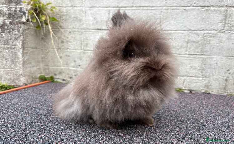 Lionhead rabbits - Advert 1
