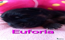 German Shepherd dogs for sale: Excellent Long-Haired German Shepherd Puppies-KC - Image 22