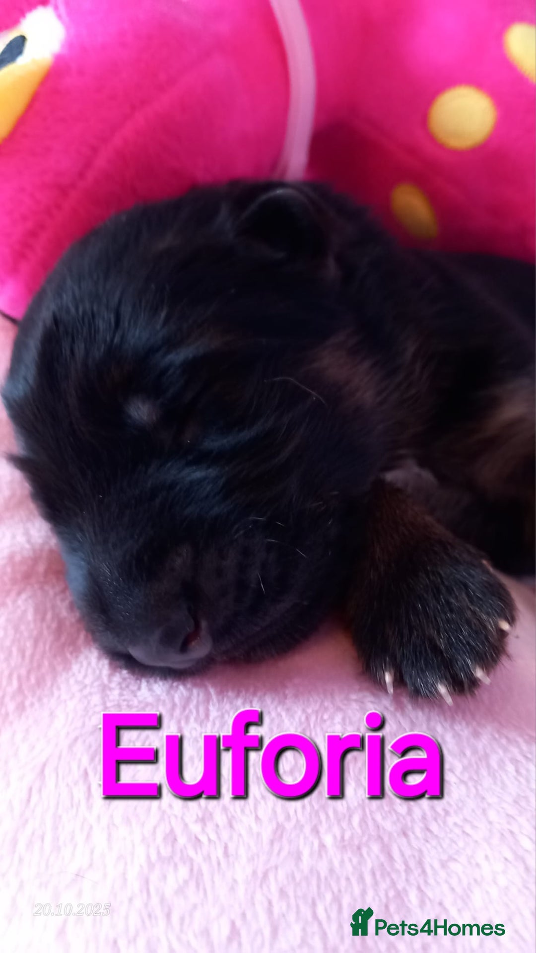 German Shepherd dogs for sale: Excellent Long-Haired German Shepherd Puppies-KC - Image 22