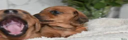 Miniature Dachshund dogs for sale: Beautiful Mini Dachshund Puppies – Home Raised - Advert 40