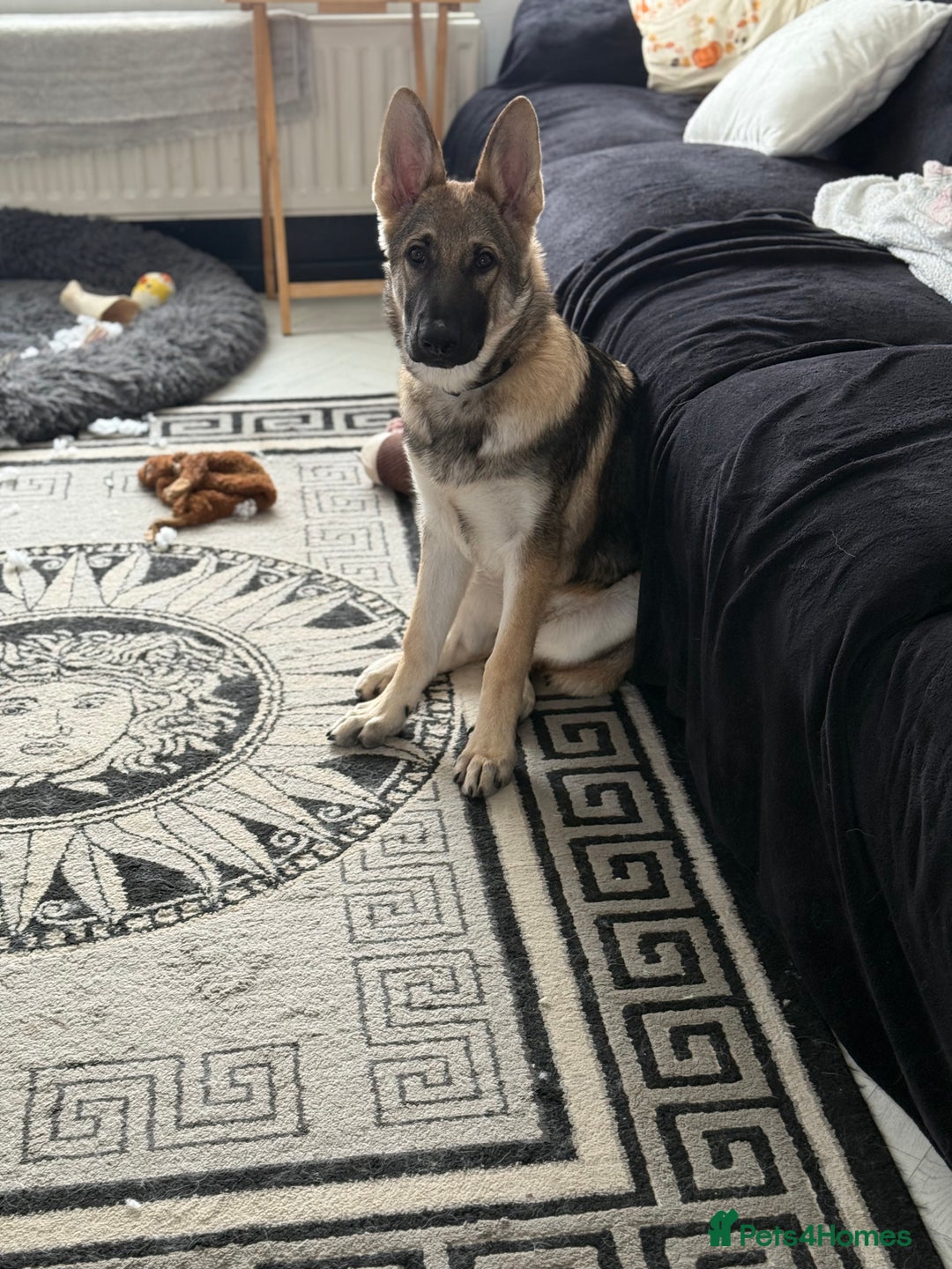 German Shepherd dogs for sale: Storm 7 month old German Shepherd Male - Advert 6