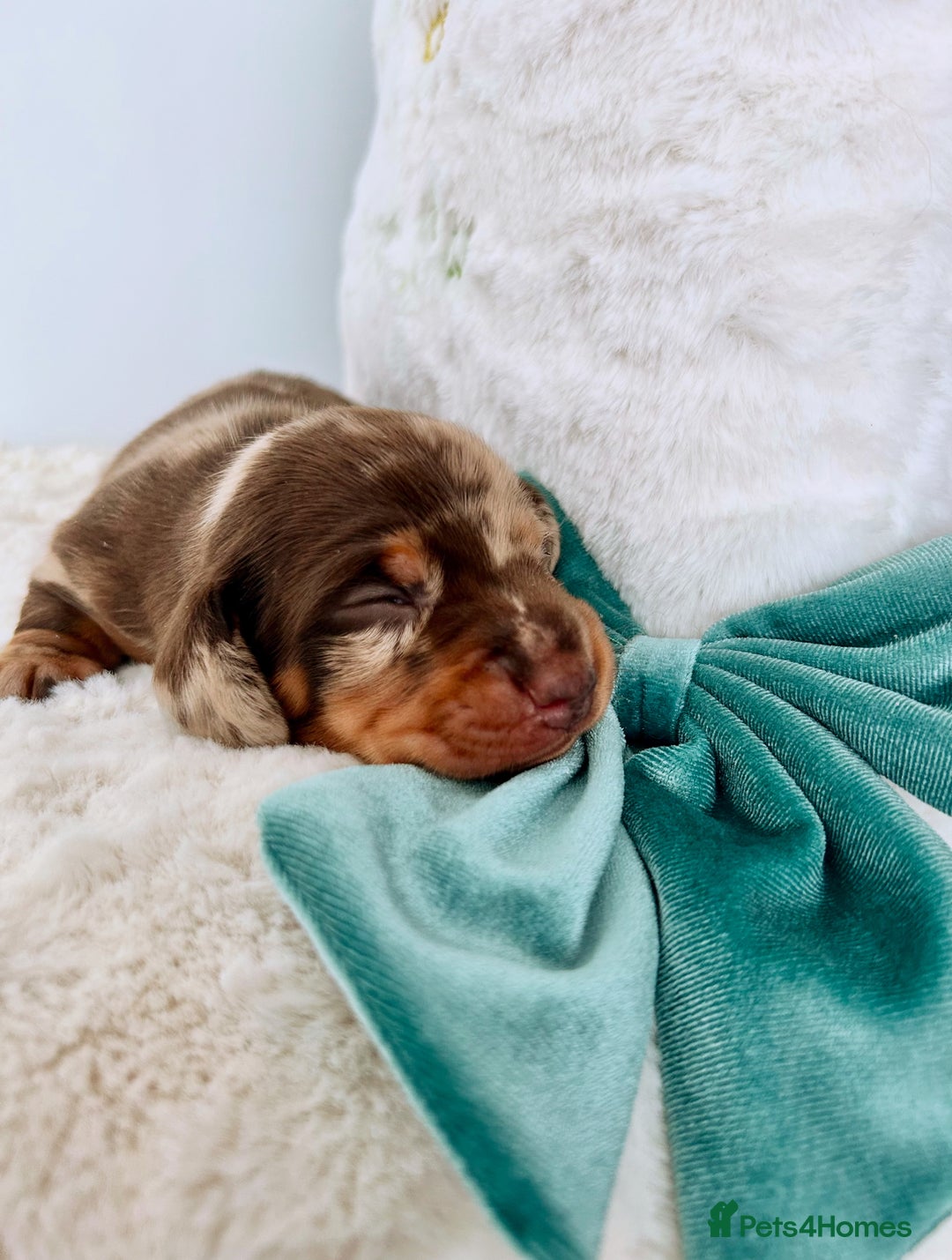 Miniature Dachshund dogs for sale: Outstanding Litter 5 Star Breeder ⭐️⭐️⭐️⭐️⭐️ - Image 10
