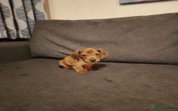 Miniature Dachshund dogs for sale: Miniature Dachshund  - Image 7