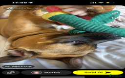 Presa Canario dogs for sale: Pressa canerio pup  - Image 4