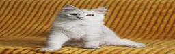 Maine Coon cats for sale: Pedigree Silver Shaded Beauties TICA Registered - Advert 13