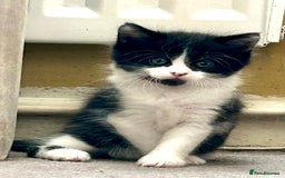 Mixed Breed cats for sale: Cute kittens  - Image 3