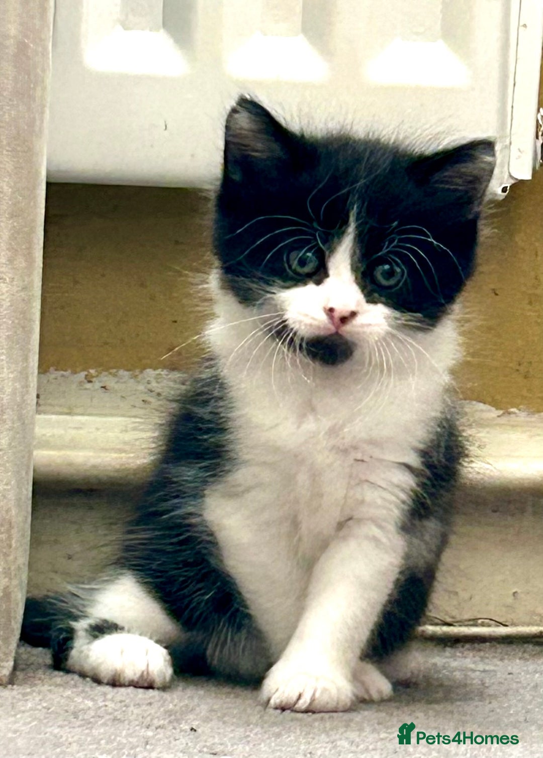 Mixed Breed cats for sale: Cute kittens  - Image 3