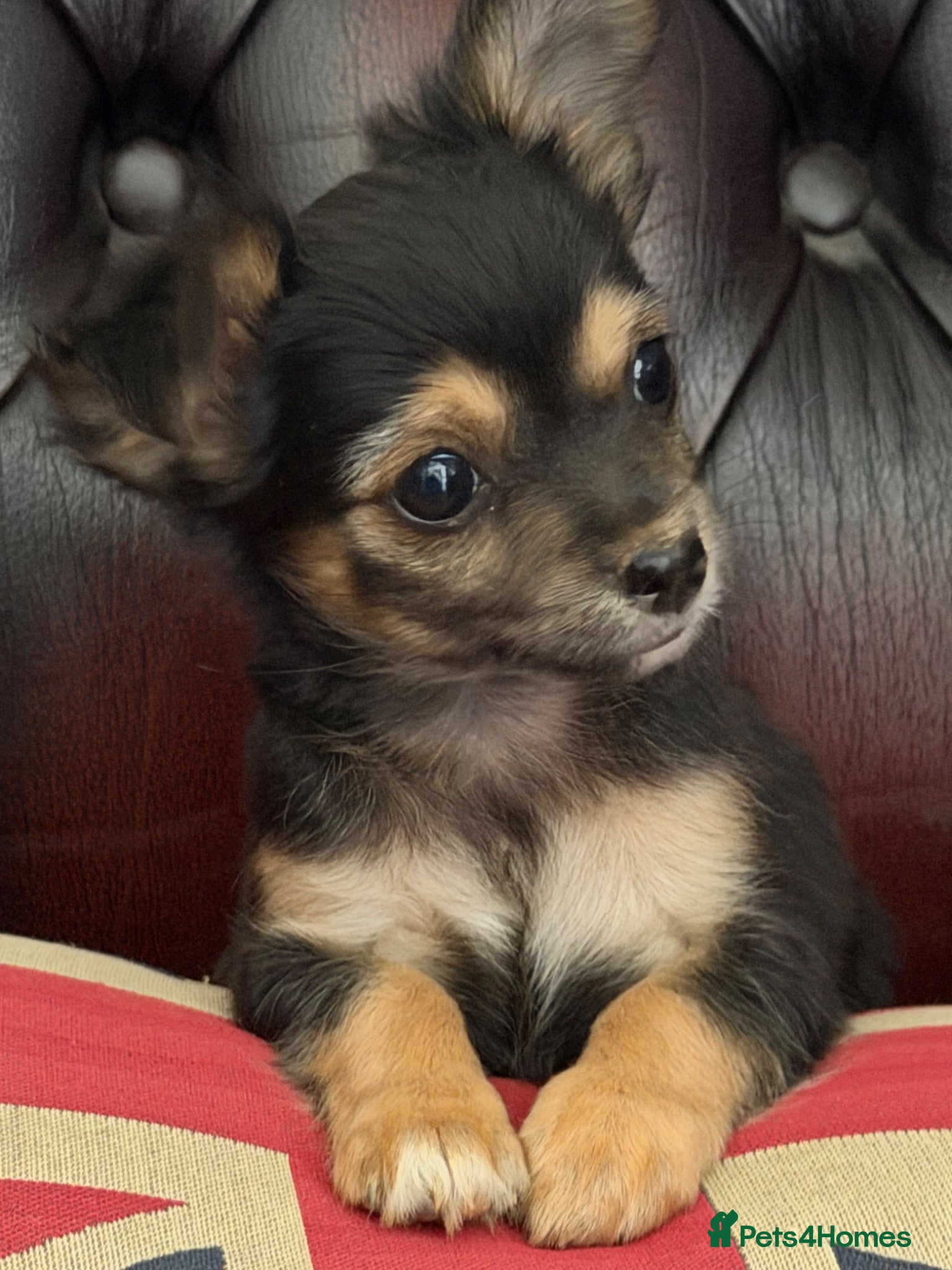 Chihuahua dogs Four gorgeous Chihuahua puppies - Advert 12