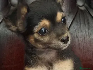 Chihuahua dogs Four gorgeous Chihuahua puppies - Advert 3