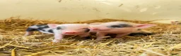 Pig livestock for sale: Kune kune pigs  in Dover - Advert 4