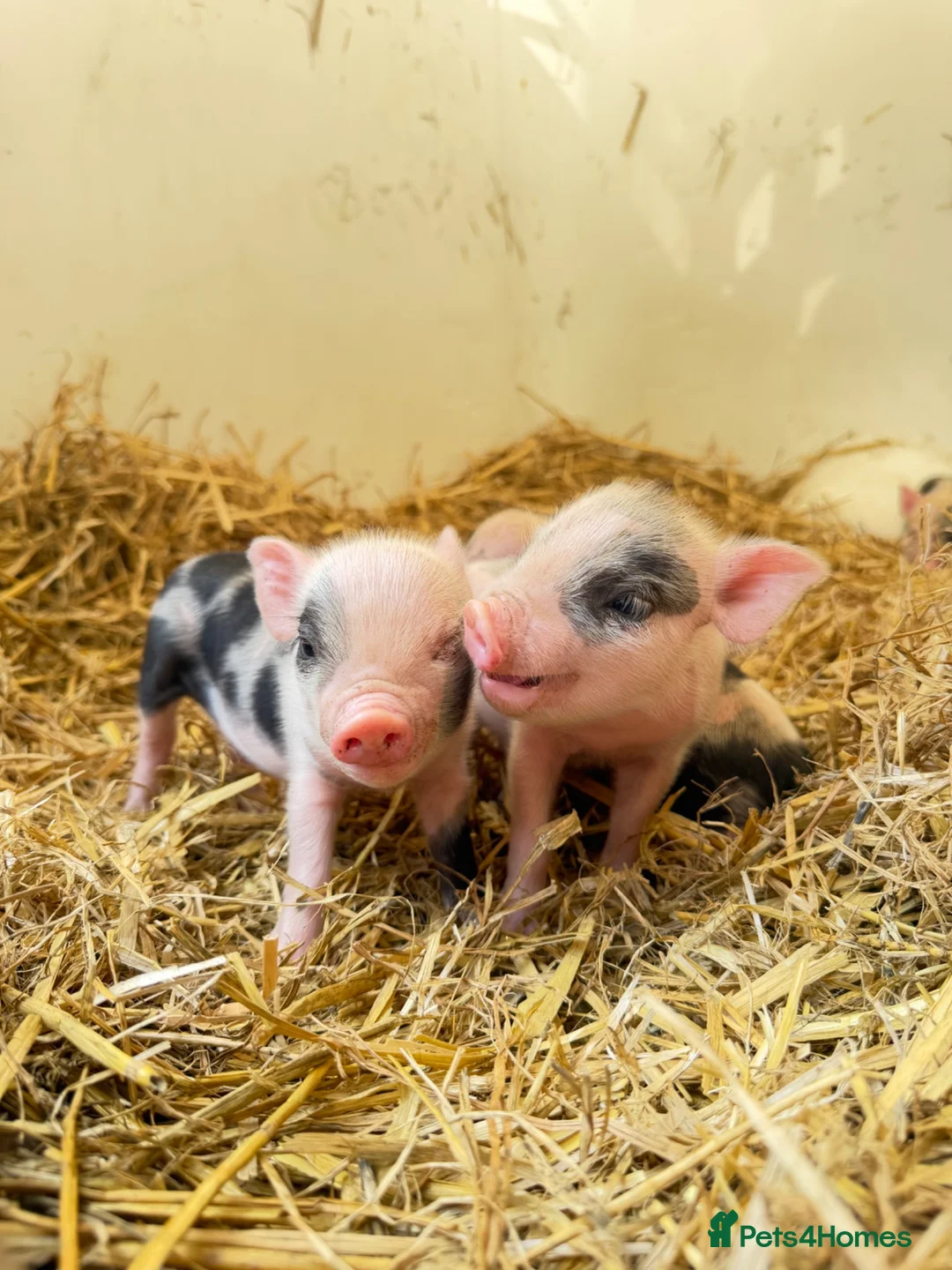 Pig livestock for sale: Kune kune pigs  in Dover - Advert 4